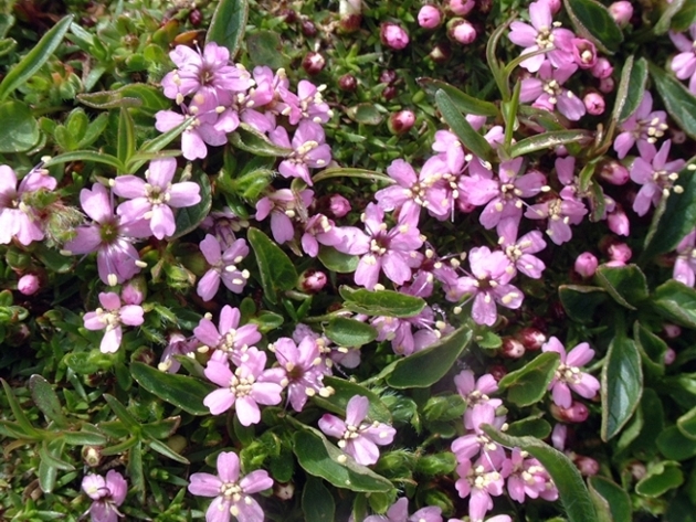 Silene acaulis / Silene acaule, S. a cuscinetto